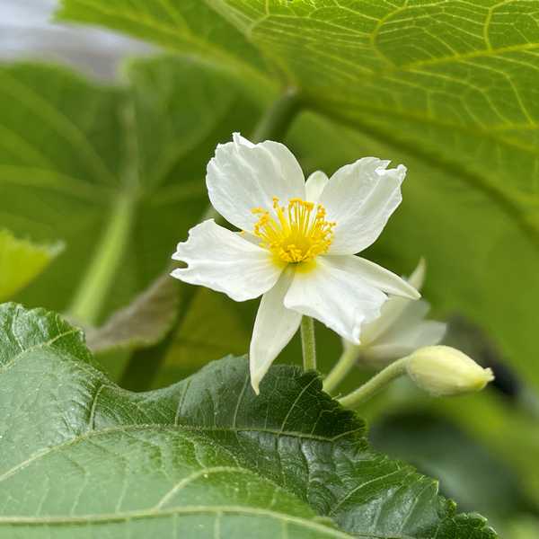 Image of Entelea arborescens