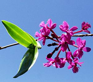 Image of Epidendrum 'Purple'