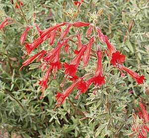 Image of Epilobium canum