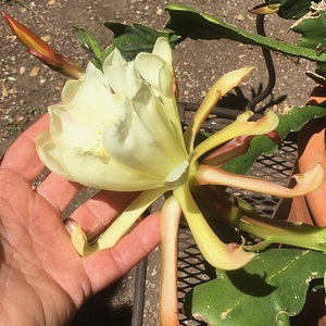 Image of Epiphyllum hybrid 'Palos Verdes White'