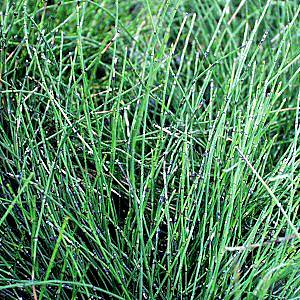 Image of Equisetum scirpoides