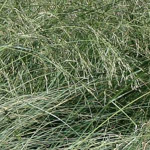 Image of Eragrostis chloromelas