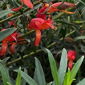 Image of Eremophila decipiens