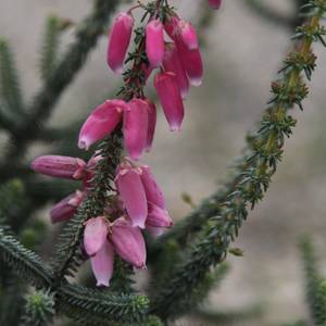 Image of Erica baueri