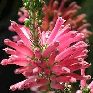 Image of Erica verticillata