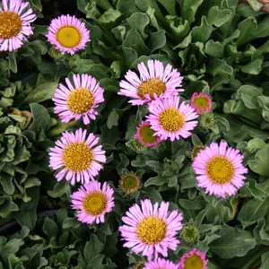 Image of Erigeron glaucus 'Cape Sebastian'