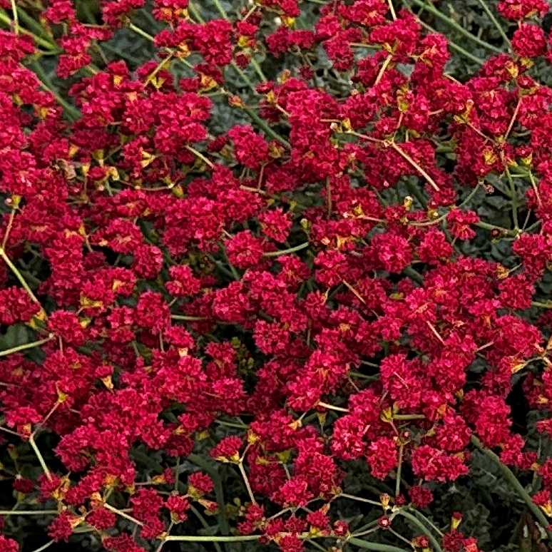 Image of Eriogonum grande var. rubescens 'Red Ranger'