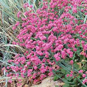 Image of Eriogonum grande var. rubescens