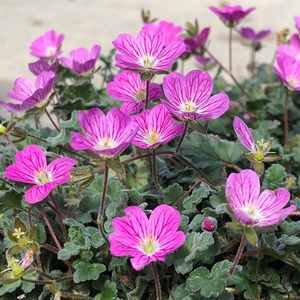 Image of Erodium x variabile 'Bishop's Form'