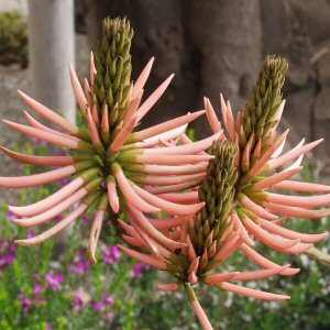 Image of Erythrina speciosa 'Pink'