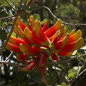 Image of Erythrina acanthocarpa