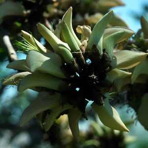 Image of Erythrina caffra 'South Coast'