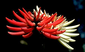 Image of Erythrina coralloides 'Bicolor'