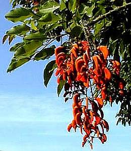 Image of Erythrina falcata