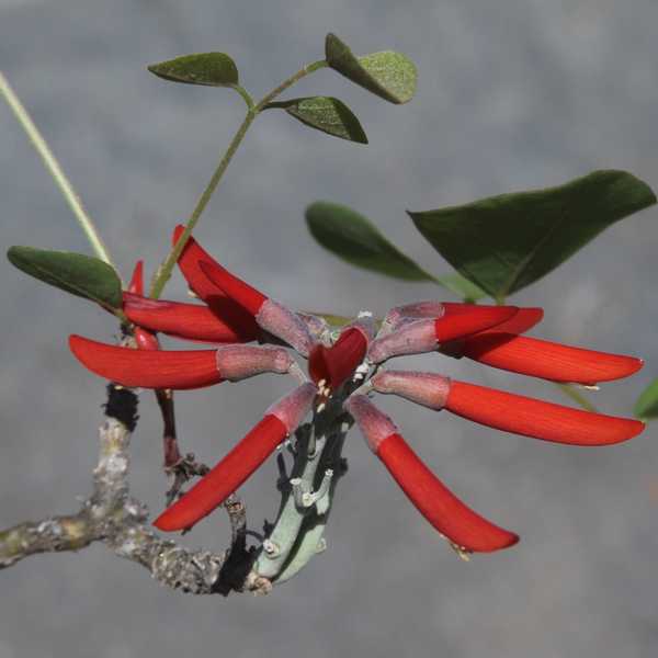 Image of Erythrina flabelliformis