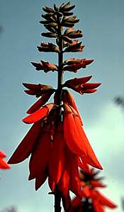 Image of Erythrina humeana