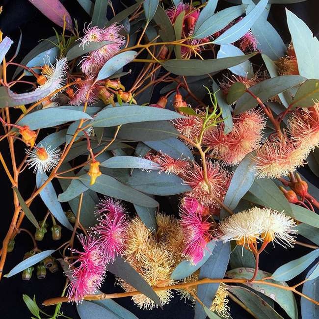 Image of Eucalyptus x torwood