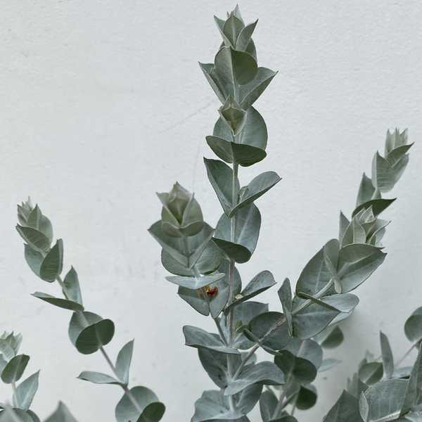 Image of Eucalyptus albida