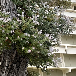 Image of Eucalyptus crenulata