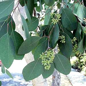 Image of Eucalyptus polyanthemos