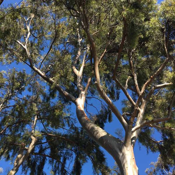 Image of Eucalyptus spathulata