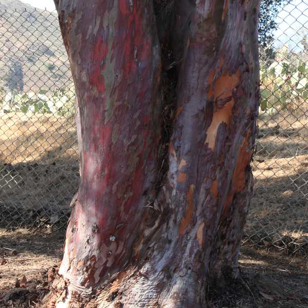 Image of Eucalyptus stellulata