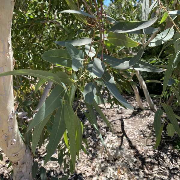 Image of Eucalyptus victrix