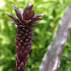 Image of Eucomis comosa 'Rubrum'