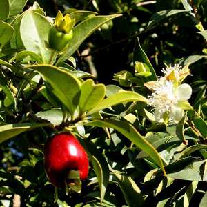 Image of Eugenia involucrata