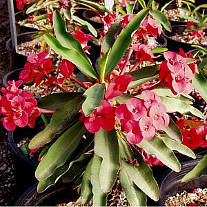 Image of Euphorbia milli var. splendens 'Apache Red'