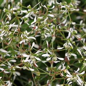 Image of Euphorbia hypericifolia Diamond Frost ['Inneuphdia'] PP17567