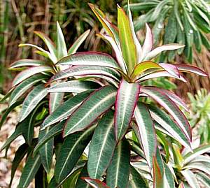 Image of Euphorbia 'Excalibur'