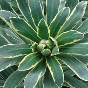 Image of Euphorbia characias 'Glacier Blue' PP19,027