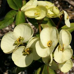 Image of Euphorbia x lomi 'Lily'