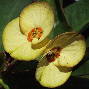 Image of Euphorbia x lomi 'Primrose'