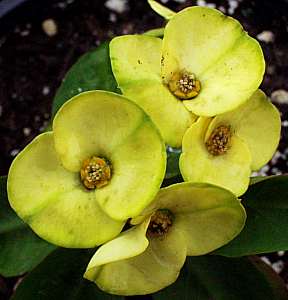 Image of Euphorbia x lomi 'Yellow'