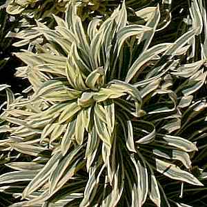 Image of Euphorbia characias 'Tasmanian Tiger' PP15,715