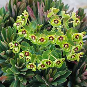 Image of Euphorbia x martinii Tiny Tim ['Waleutiny'] PP16,930