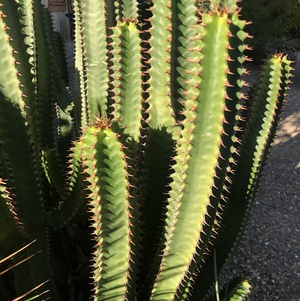 Image of Euphorbia canariensis