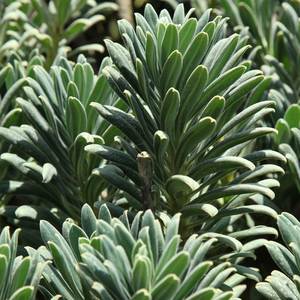 Image of Euphorbia characias 'Portuguese Velvet'