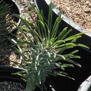 Image of Euphorbia clandestina