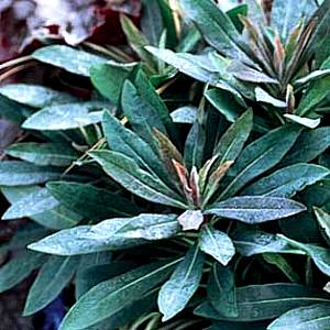 Image of Euphorbia 'Despina'