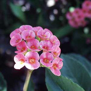 Image of Euphorbia 'Flamingo'