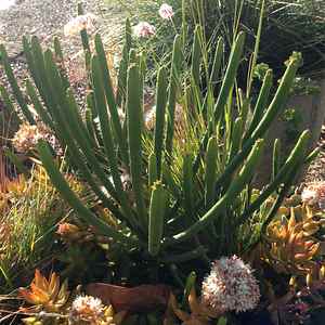 Image of Euphorbia leucodendron