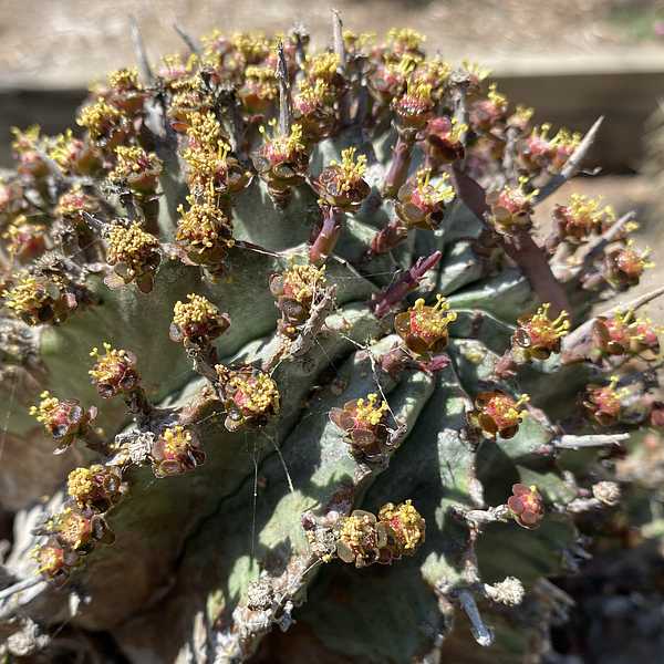 Image of Euphorbia polygona