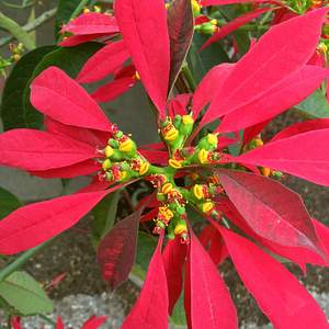 Image of Euphorbia pulcherrima 'St Louis Red'