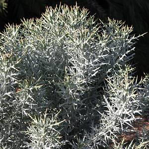 Image of Euphorbia stenoclada