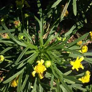 Image of Euryops arabicus