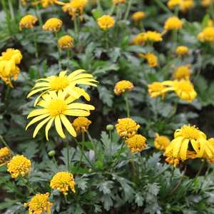 Image of Euryops chrysanthemoides