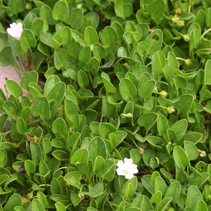 Image of Falkia repens